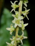 Dioscorea asteriscus