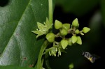 Dioscorea buchananii subsp. buchananii