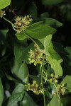 Dioscorea buchananii subsp. buchananii