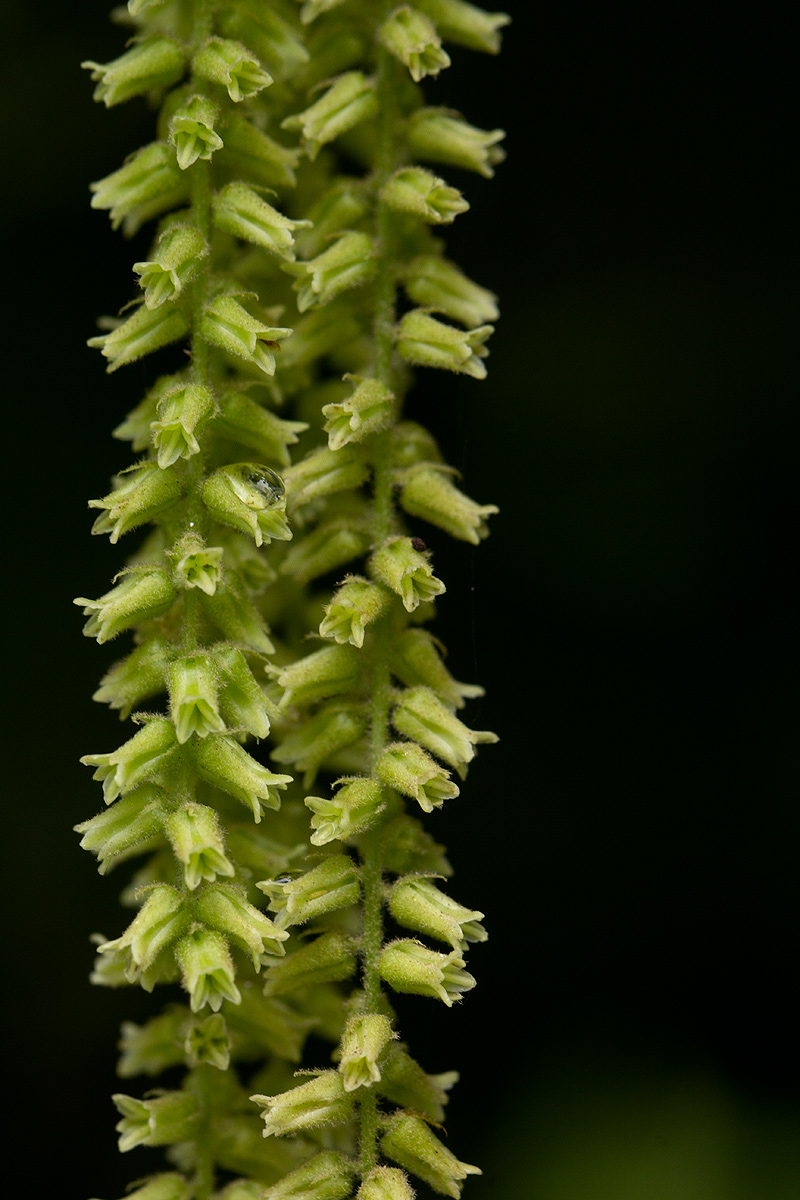 Dioscorea hirtiflora subsp. pedicellata Dioscorea hirtiflora subsp. pedicellata