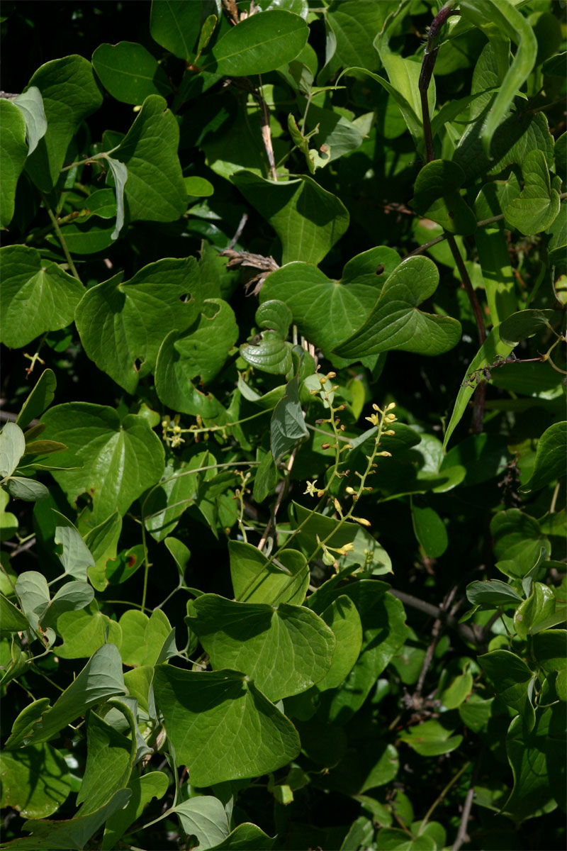 Dioscorea sylvatica
