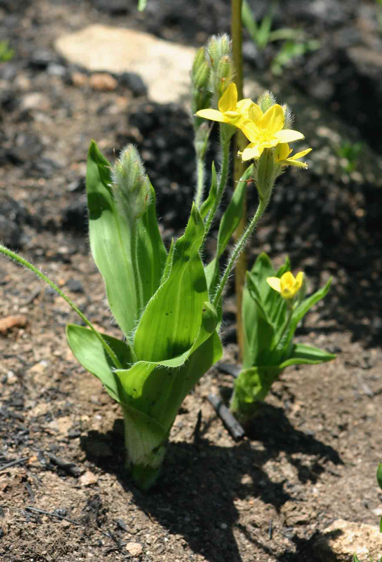 Hypoxis galpinii Hypoxis galpinii