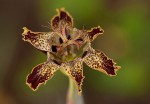 Ferraria glutinosa