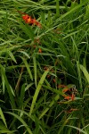 Crocosmia aurea subsp. aurea