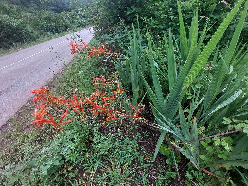 Crocosmia paniculata