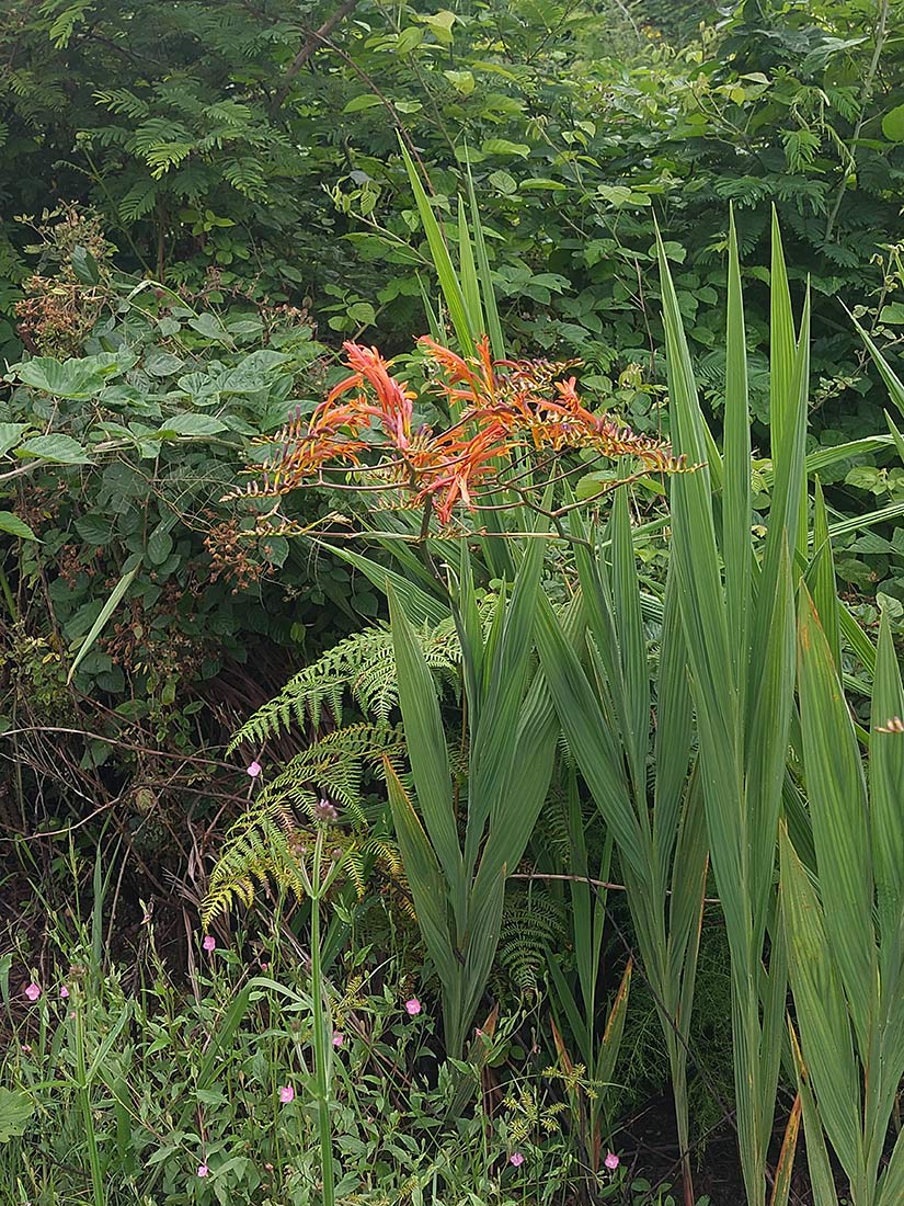 Crocosmia paniculata
