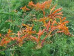 Crocosmia paniculata