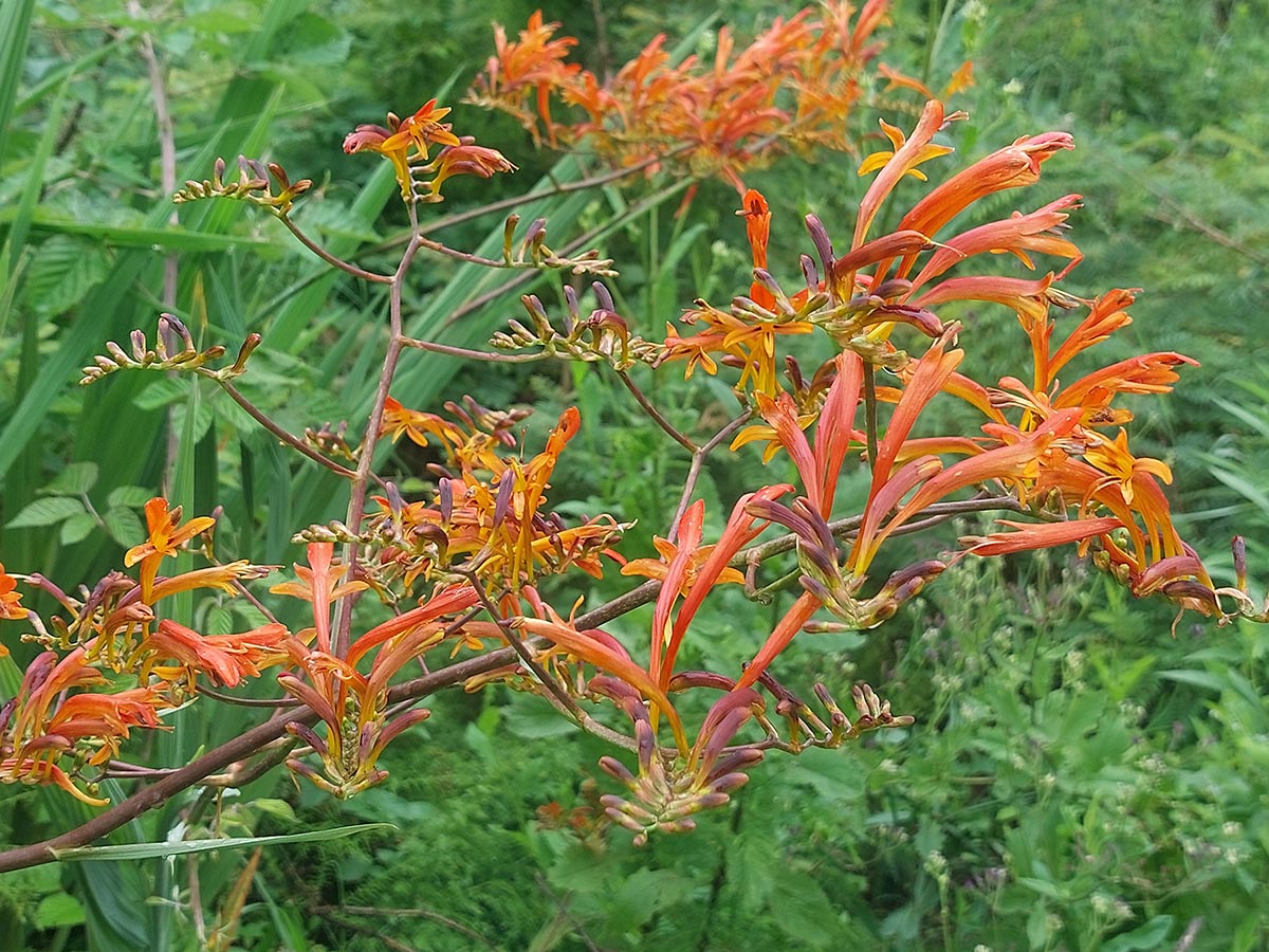 Crocosmia paniculata Crocosmia paniculata