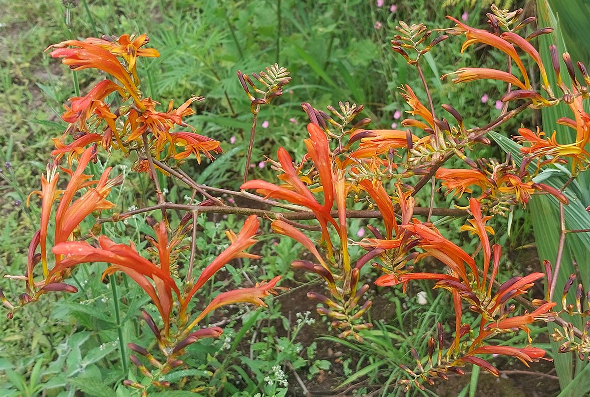 Crocosmia paniculata Crocosmia paniculata