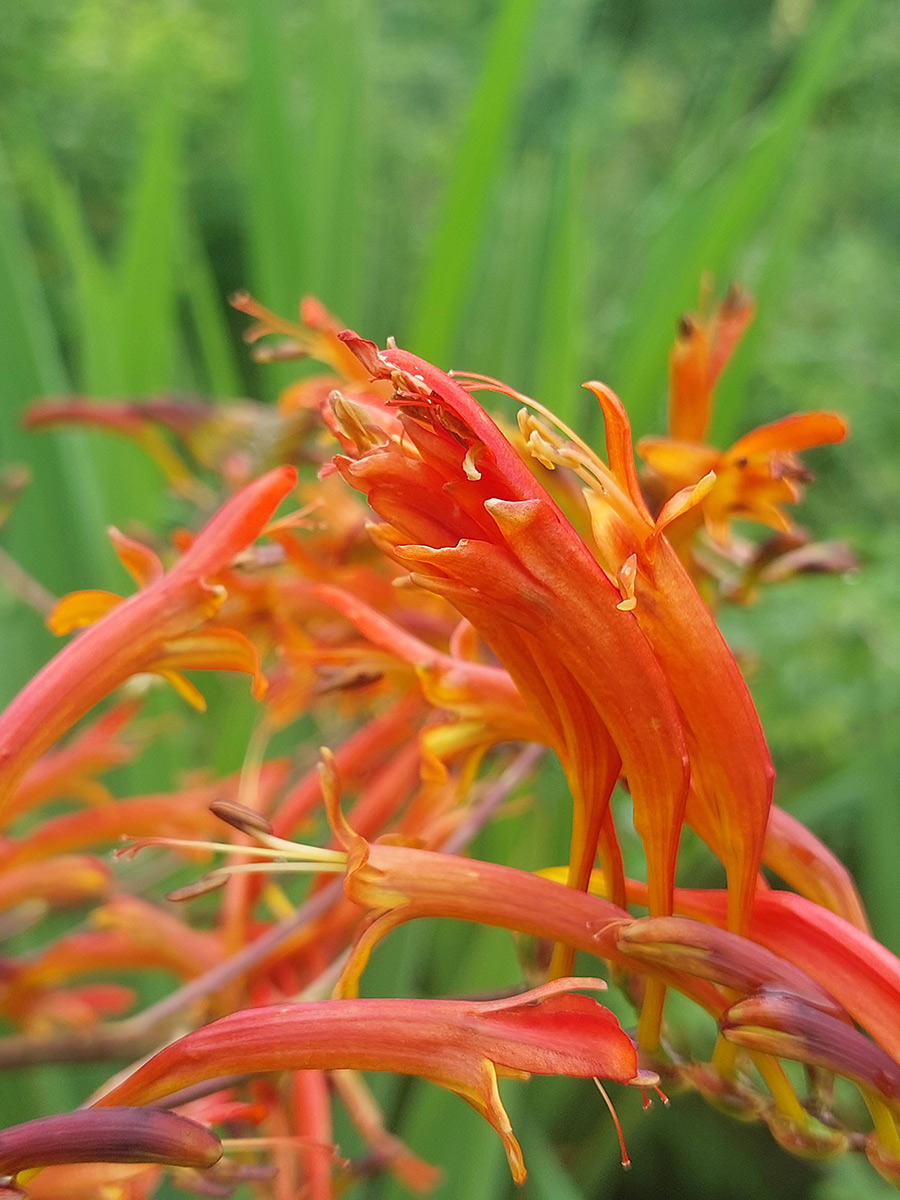 Crocosmia paniculata Crocosmia paniculata