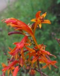 Crocosmia paniculata