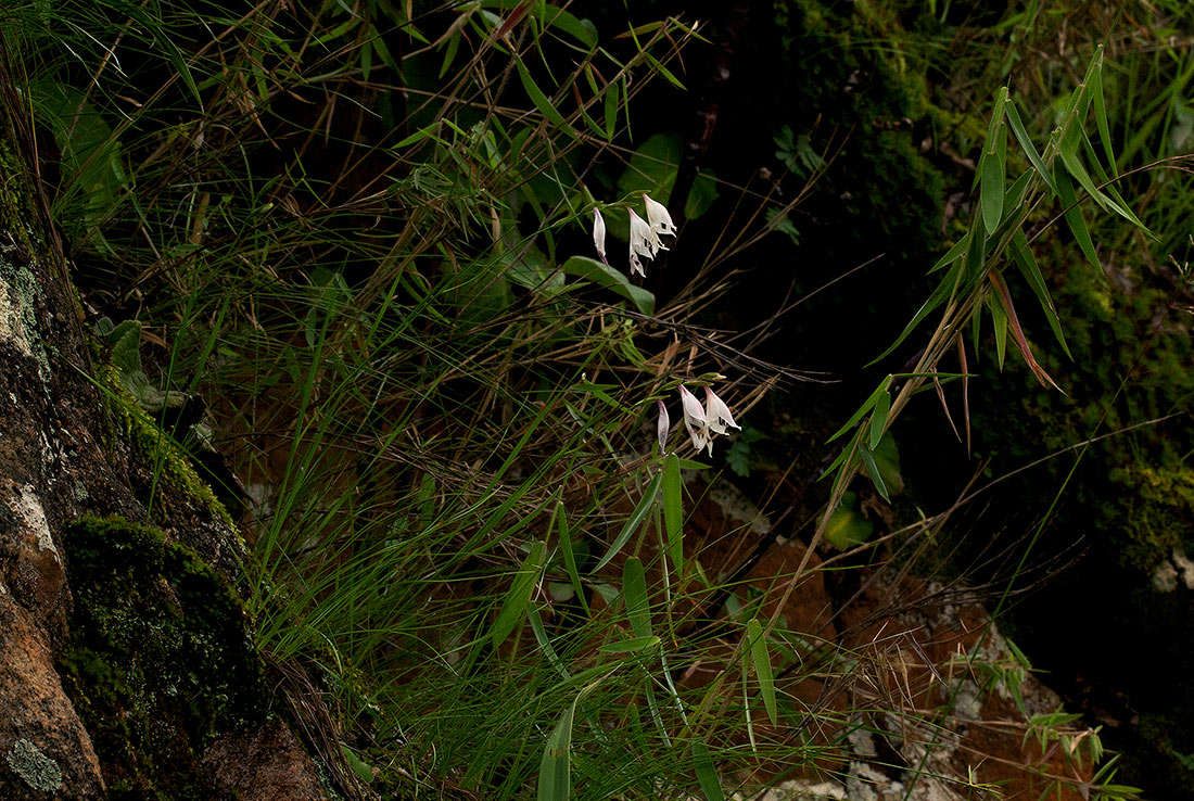 Gladiolus atropurpureus