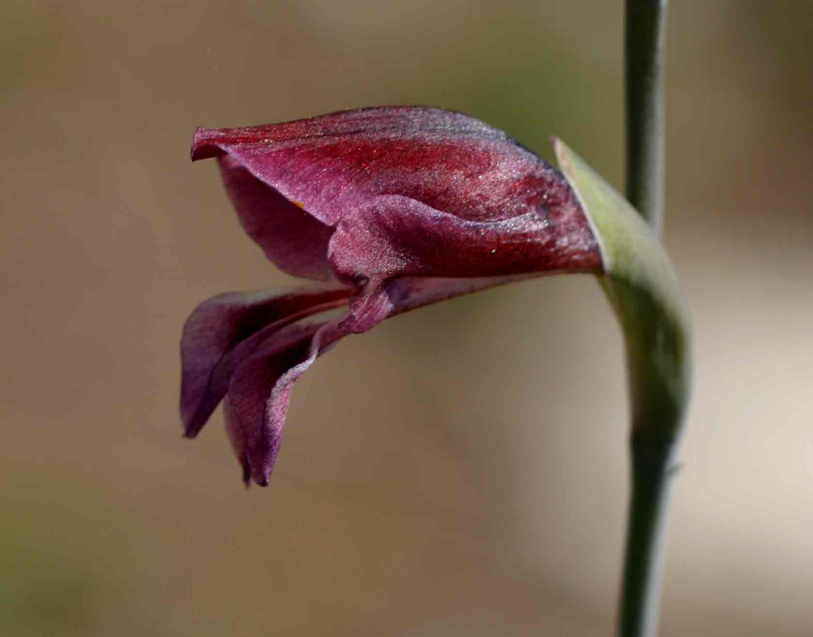 Gladiolus atropurpureus