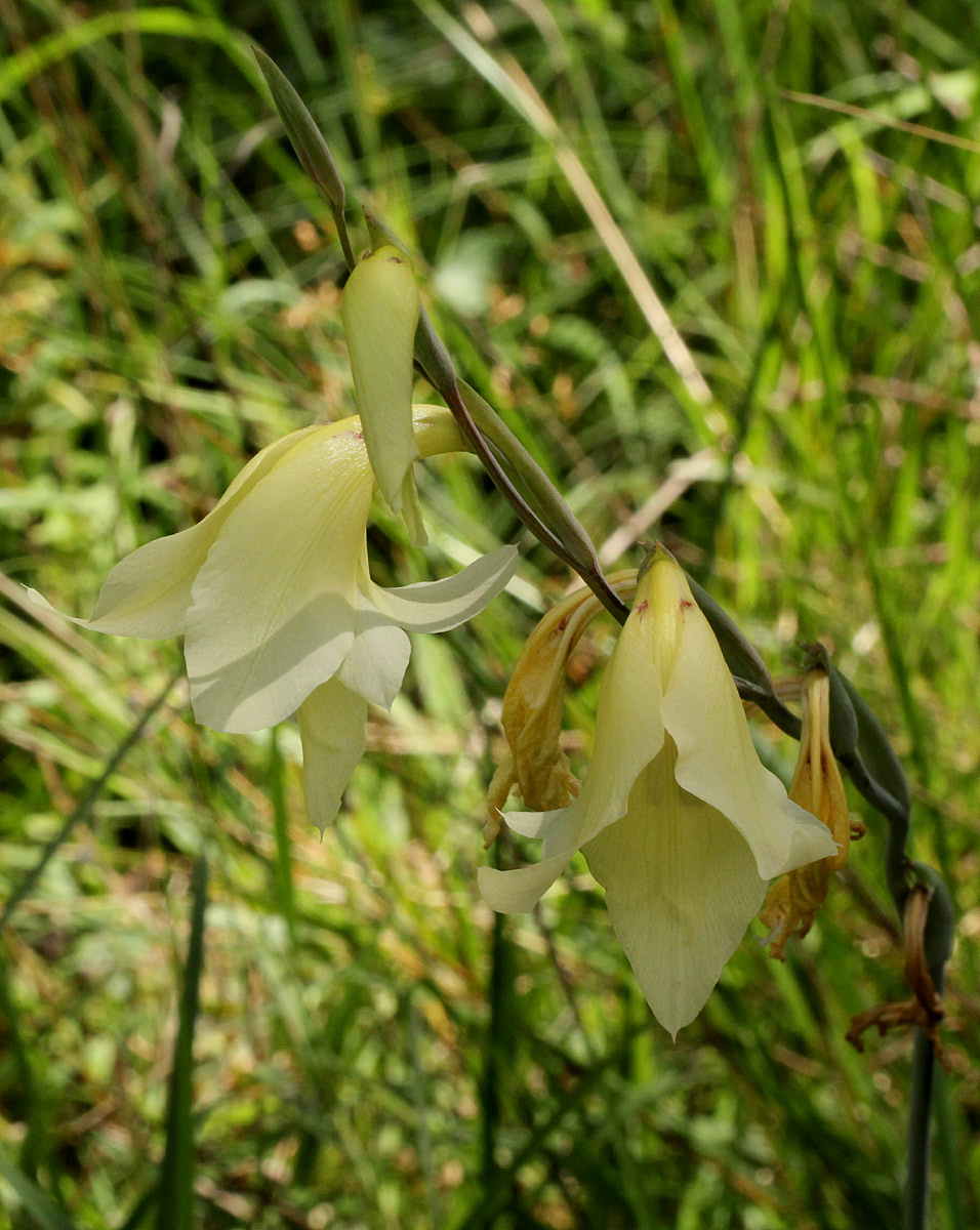 Gladiolus dalenii subsp. dalenii