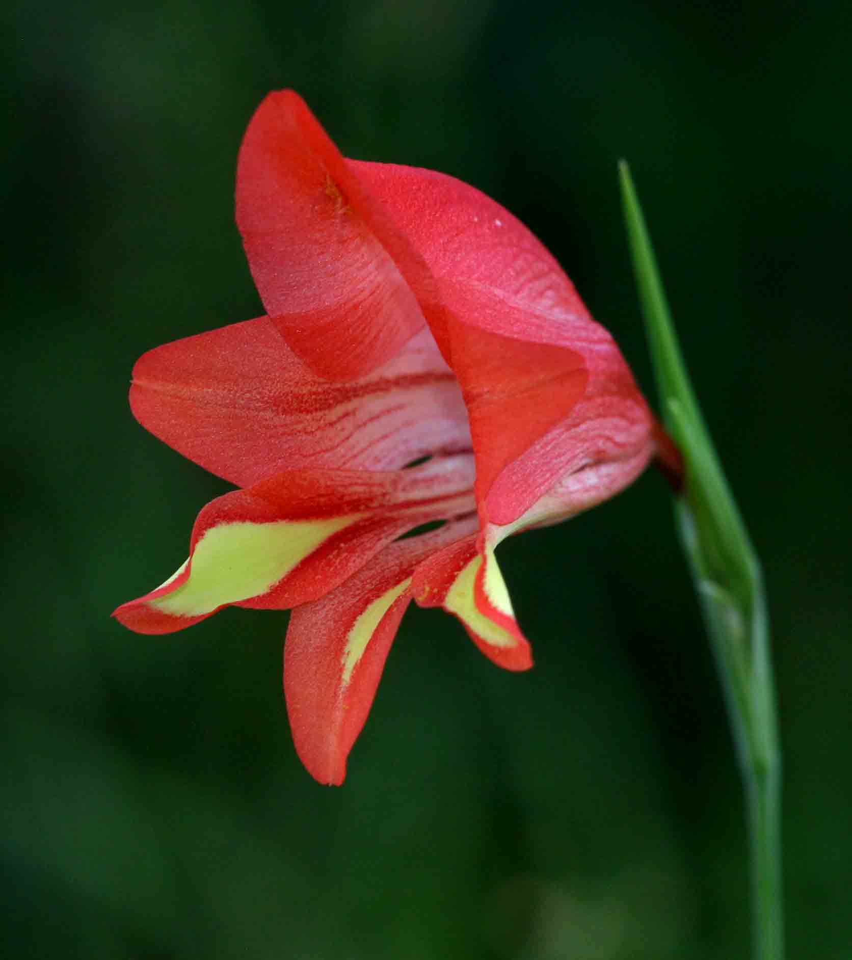 Gladiolus decoratus