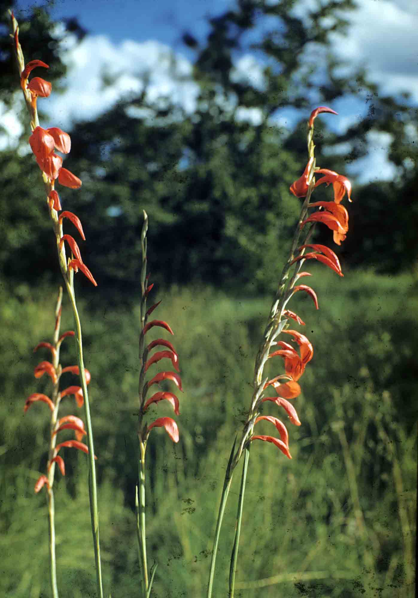 Gladiolus magnificus