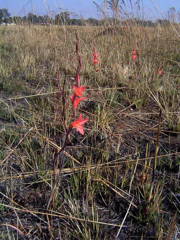 Gladiolus melleri