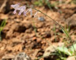 Gladiolus unguiculatus