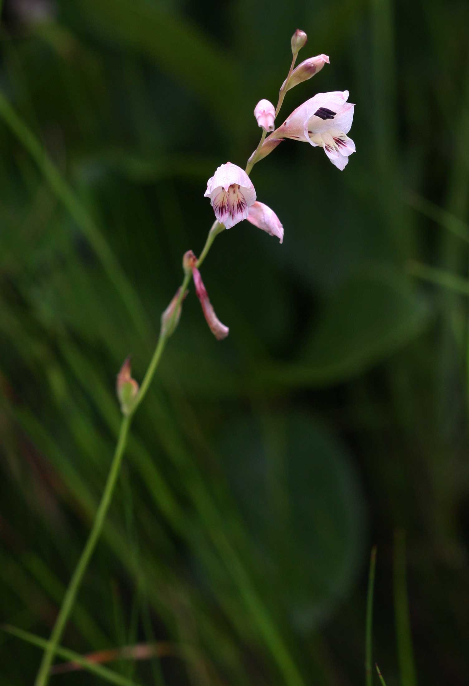 Gladiolus zimbabweensis
