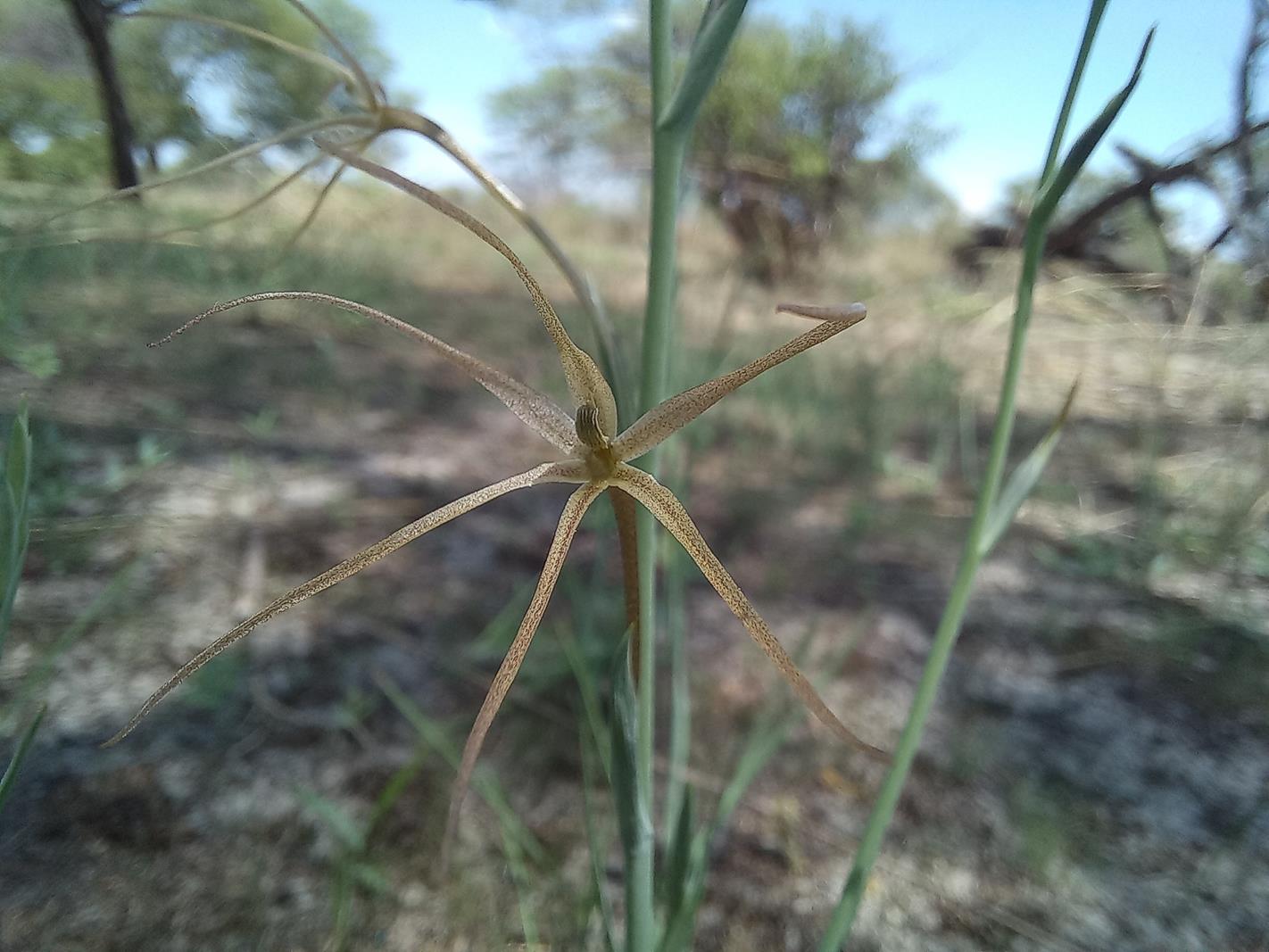 Lapeirousia caudata Lapeirousia caudata