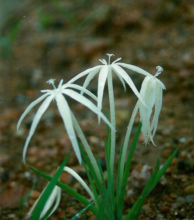 Lapeirousia odoratissima