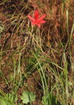 Freesia grandiflora subsp. grandiflora
