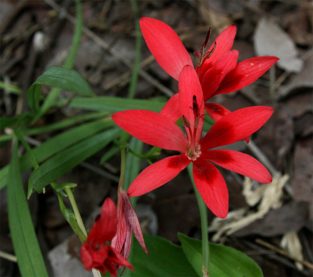 Freesia grandiflora subsp. grandiflora