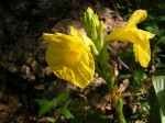 Siphonochilus kirkii - yellow-flowered form