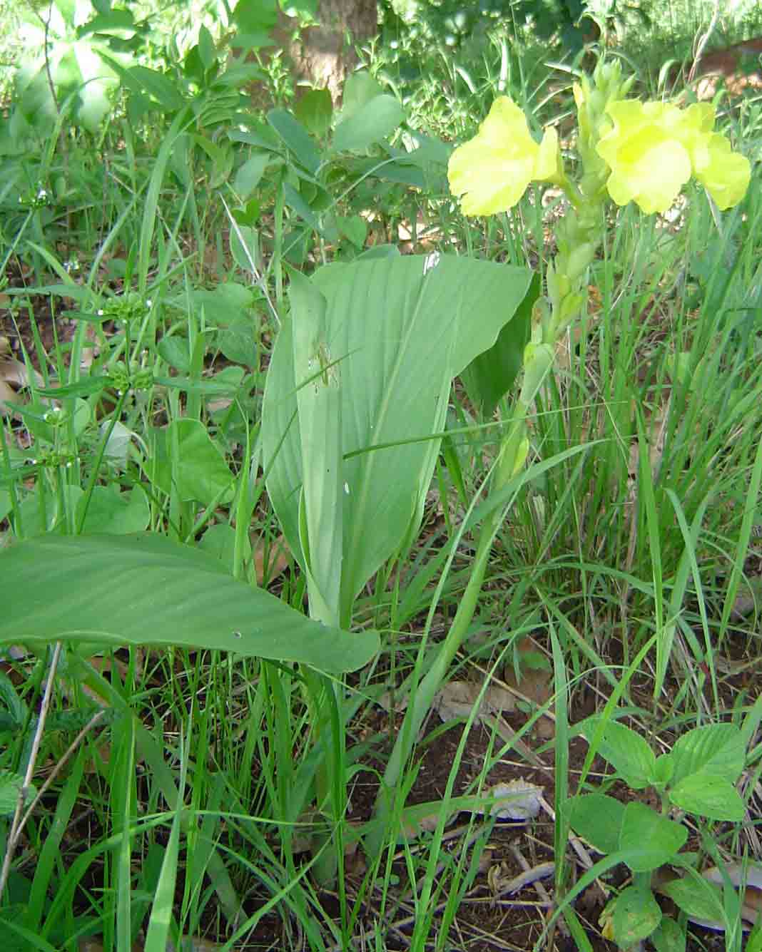 Siphonochilus kirkii - yellow-flowered form