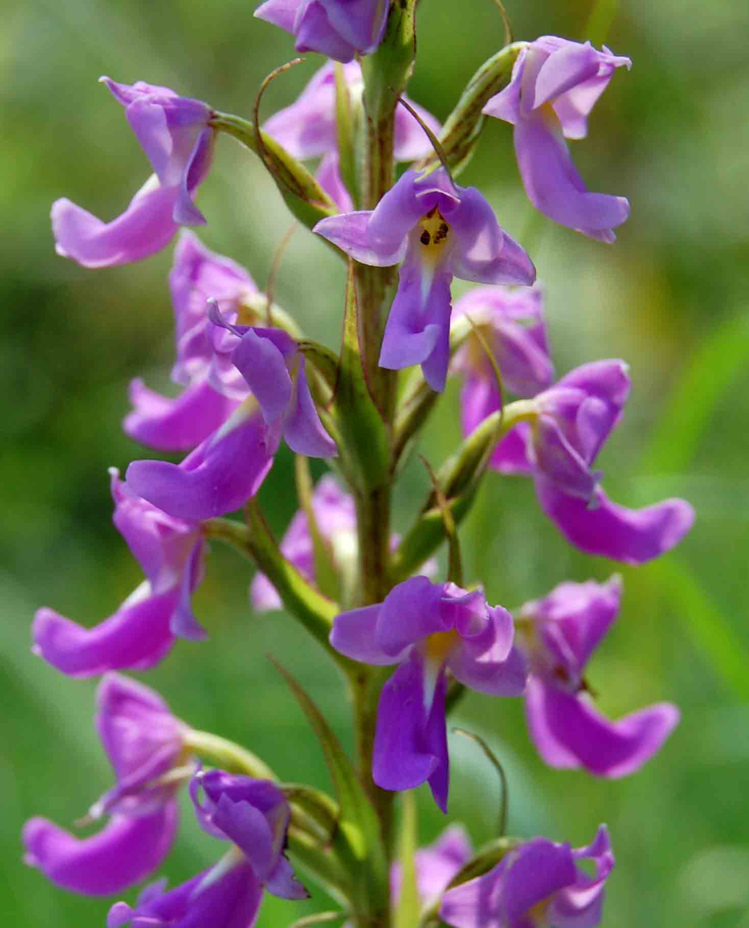 Brachycorythis pleistophylla subsp. pleistophylla