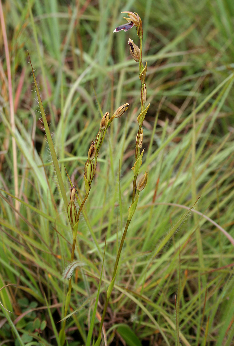 Neobolusia ciliata