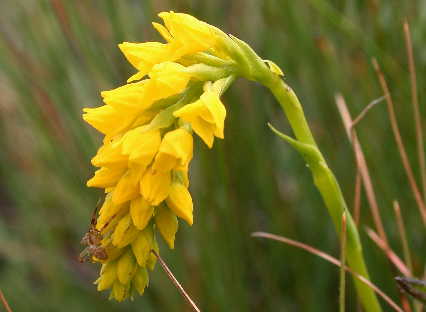 Schizochilus lepidus