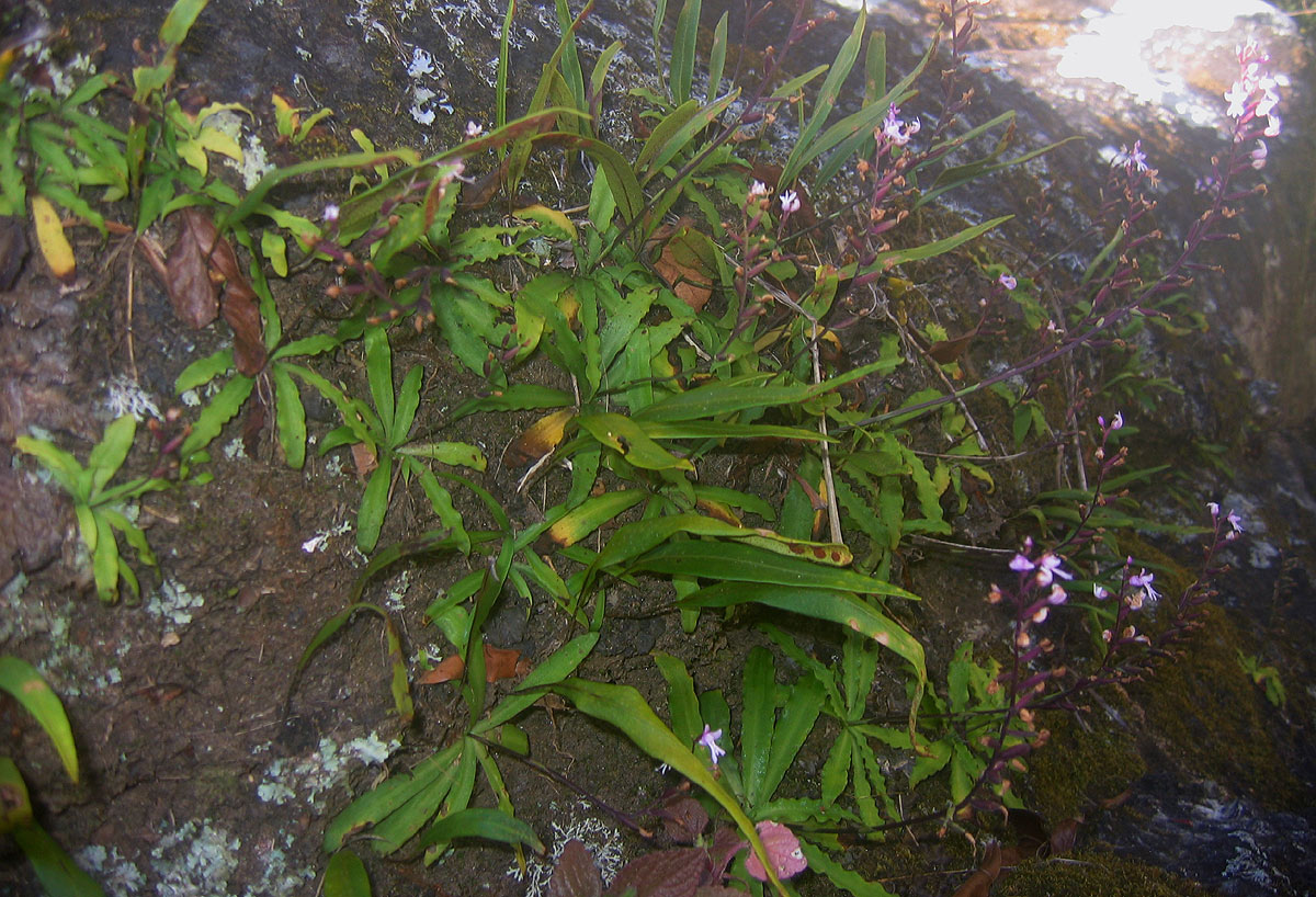 Stenoglottis zambesiaca