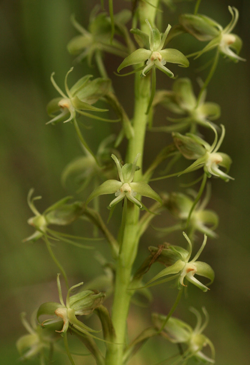 Habenaria disparilis