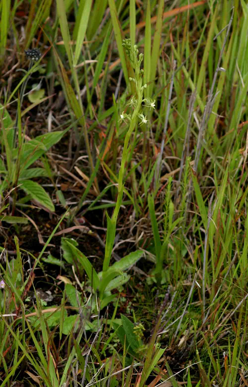 Habenaria macrostele Habenaria macrostele