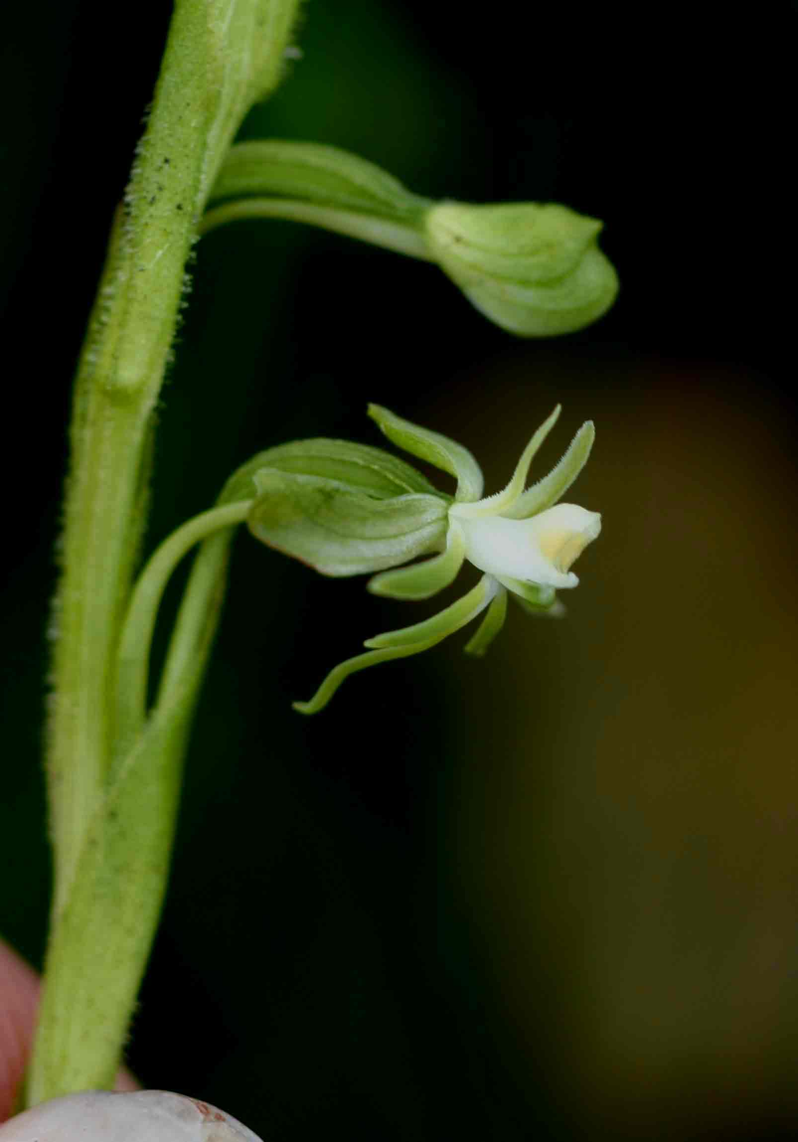 Habenaria macrostele Habenaria macrostele