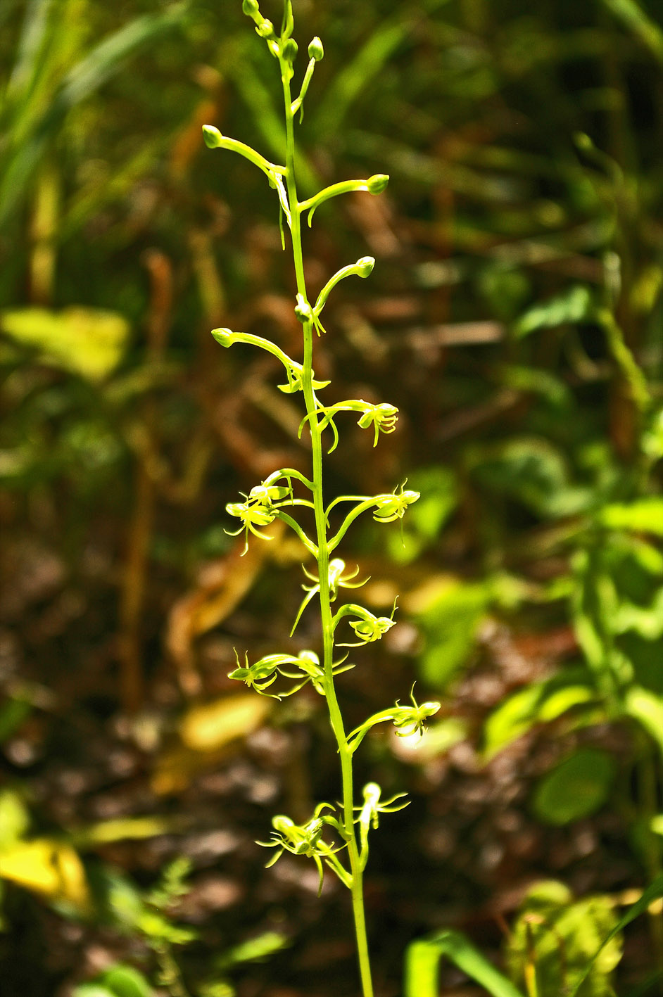Habenaria malacophylla