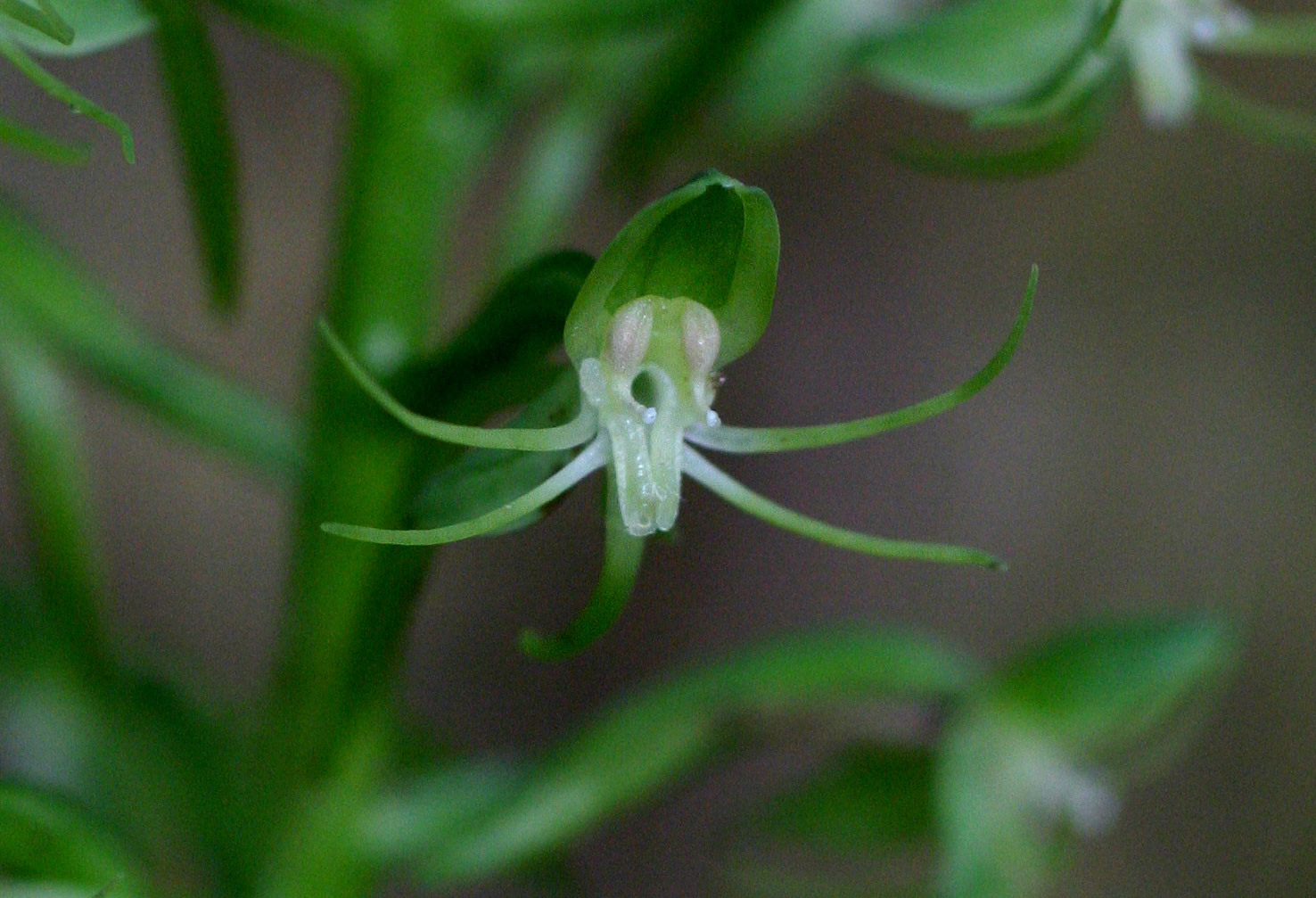 Habenaria malacophylla