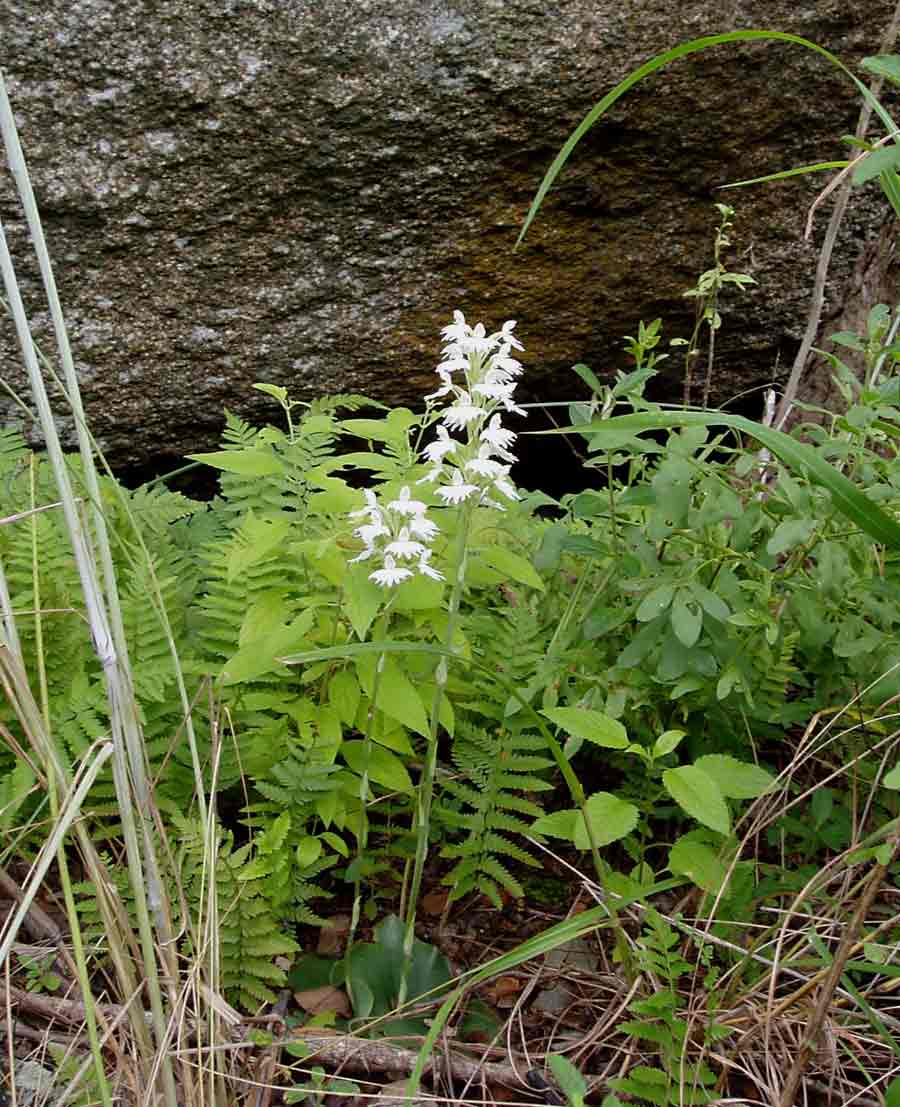 Habenaria stylites subsp. rhodesiaca