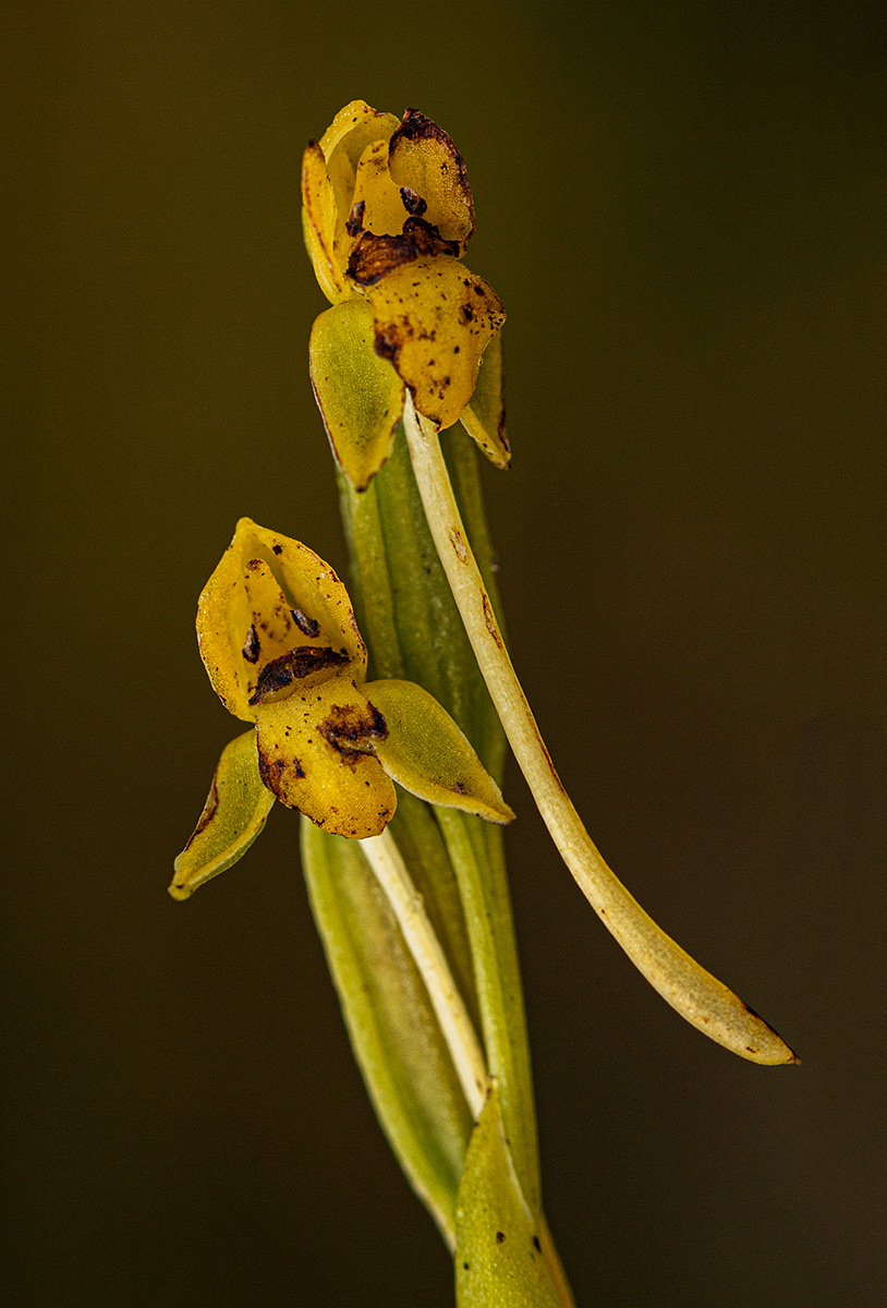 Platycoryne affinis var. affinis