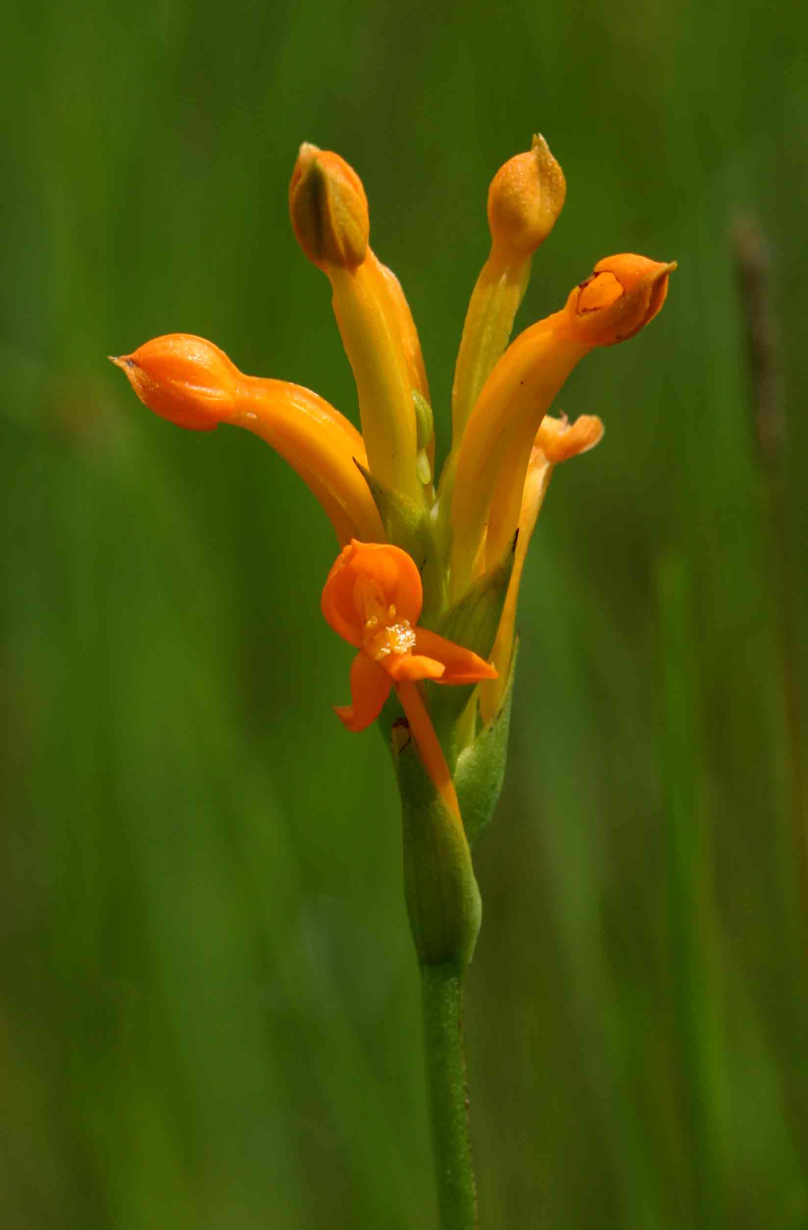 Platycoryne buchananiana