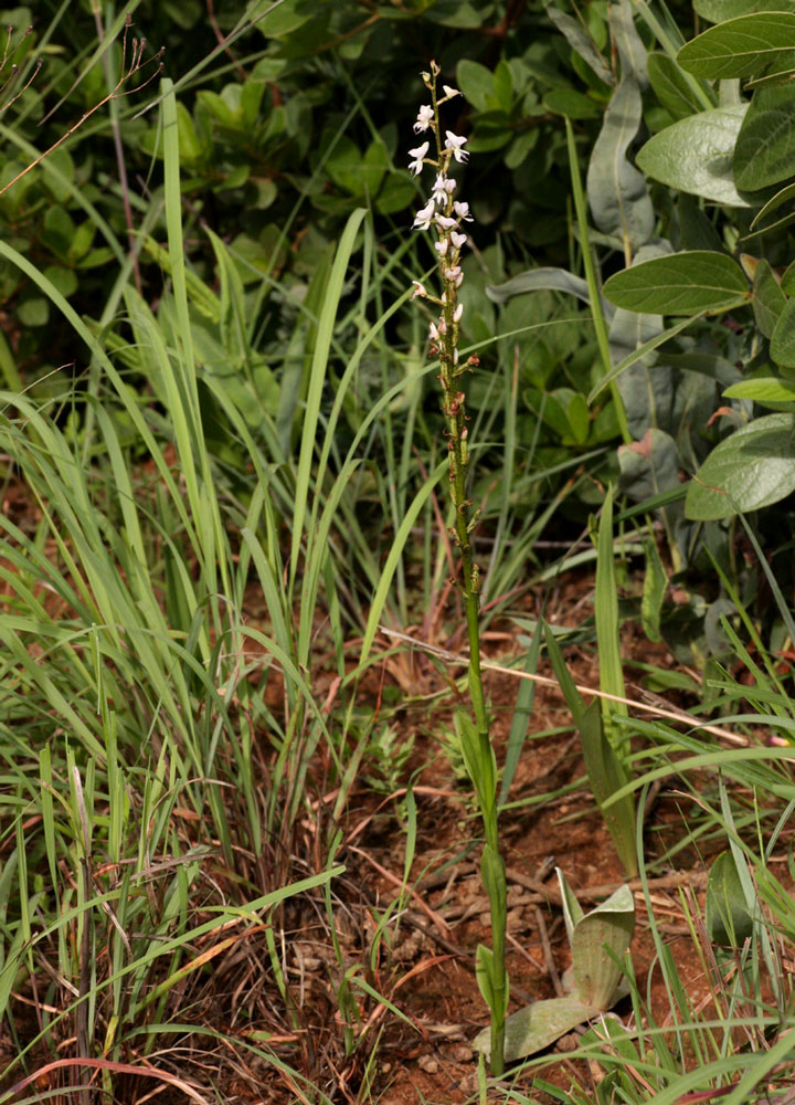 Disa aconitoides subsp. concinna