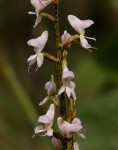 Disa aconitoides subsp. concinna