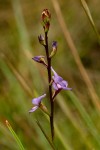 Disa equestris