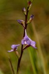 Disa equestris