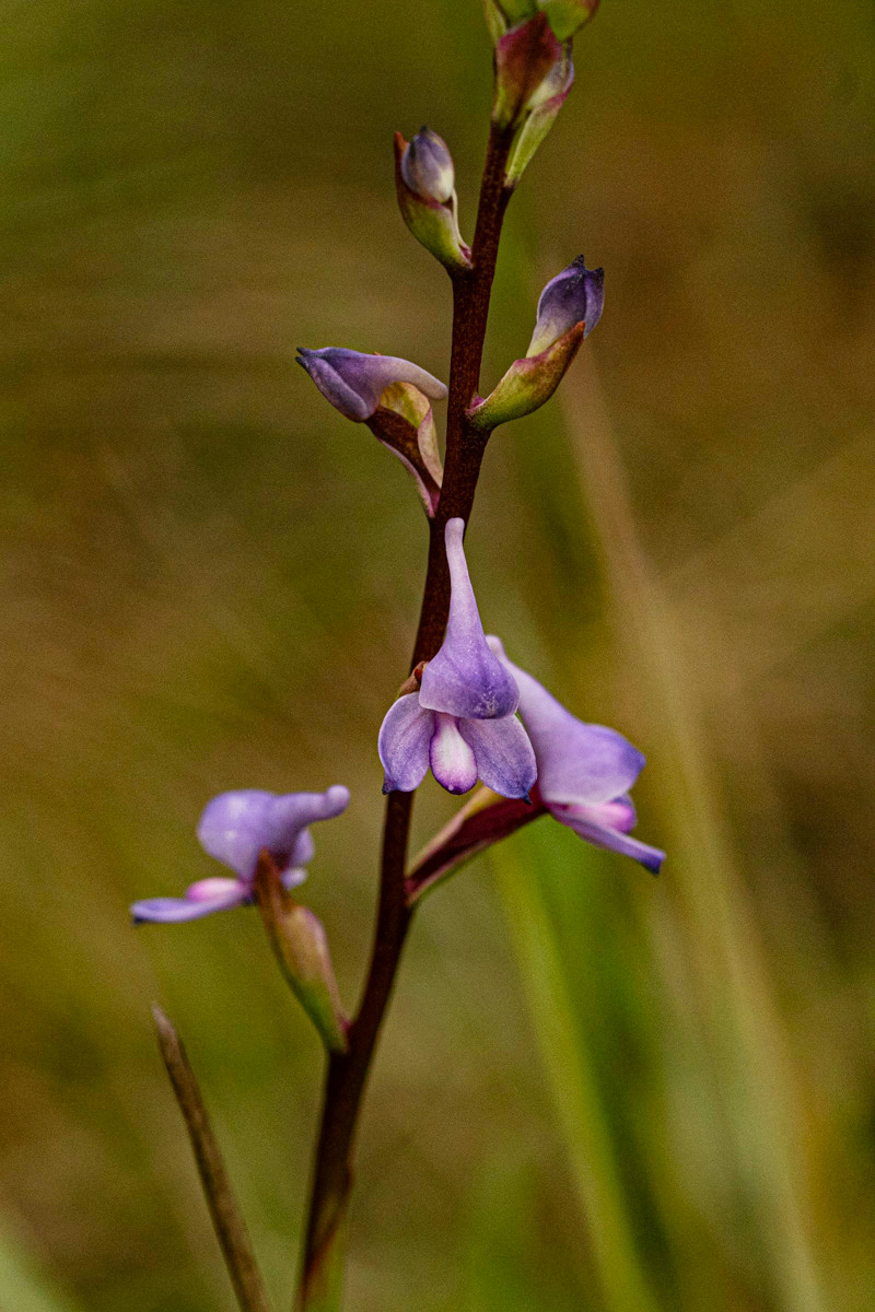 Disa equestris