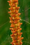 Disa ochrostachya