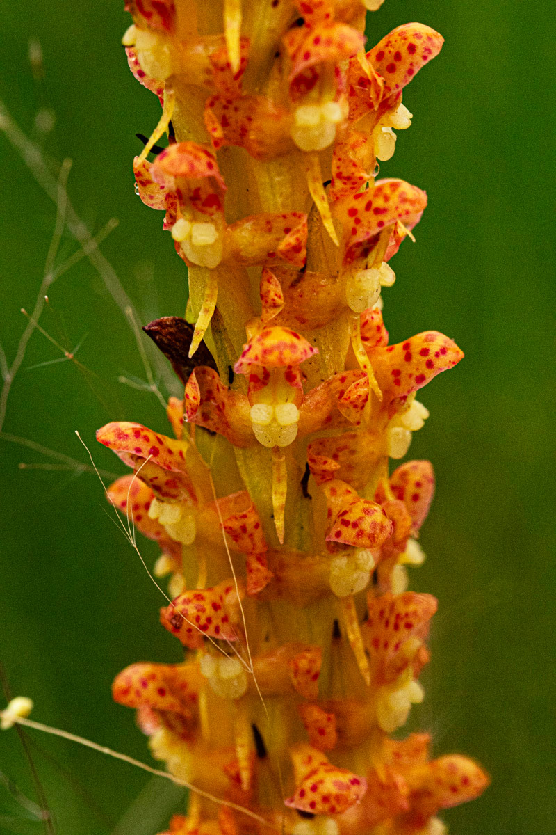 Disa ochrostachya