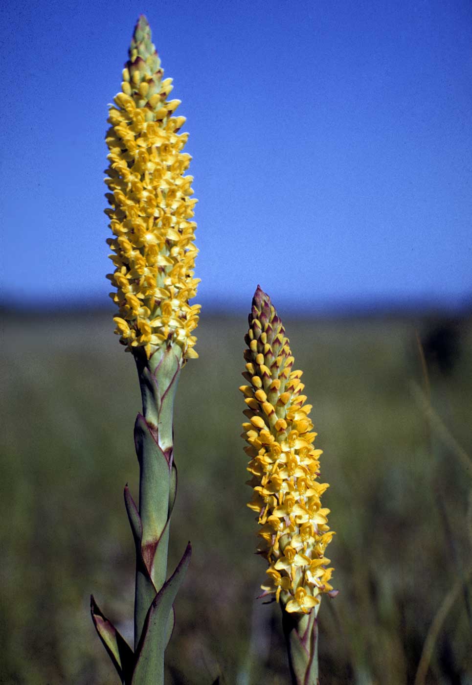 Disa woodii Disa woodii