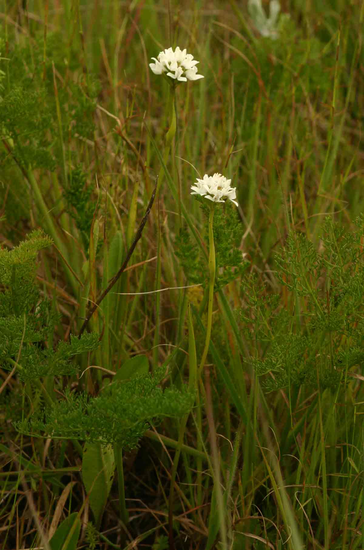 Brownleea galpinii subsp. galpinii
